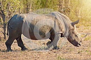 They need our help. Full length shot of a rhinoceros in the wild.