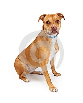 Cute calm brown pet dog with underbite isolated