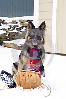 Full length vertical view of gorgeous long-haired young German Shepherd sitting staring intently with mouth open in a vintage chil