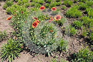 Full-length view of common blanketflower plant