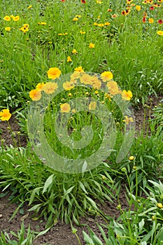 Full-length view of Coreopsis lanceolata with yellow flowers in May