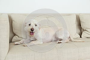 Full-length view of cute white terrier mix lying down on beige linen couch smiling