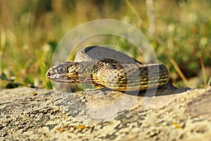 Full length view of eastern montpellier snake