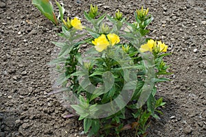 Full-length view of evening primrose with buds and yellow flowers in June