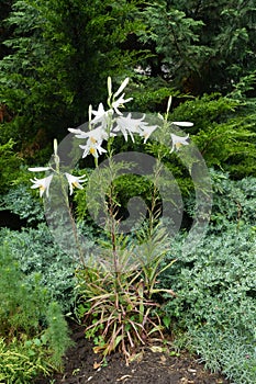 Full length view of flowering Madonna lilies in June