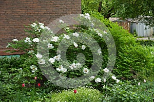 Full-length view of flowering white Paeonia rockii bush in May