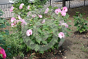 Full-length view of Hibiscus moscheutos bush with light pink flowers in August