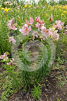 Full length view of lilies with pink down facing flowers in June