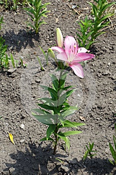 Full length view of lily with one pink flower