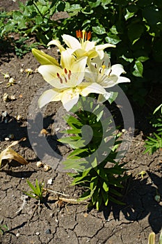 Full length view of lily with pale yellow spotted flowers