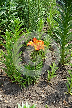 Full length view of lily with reddish orange flowers