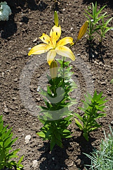 Full length view of lily with spotted yellow flower in June