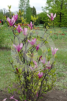 Full length view of magnolia liliiflora in bloom photo