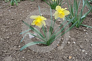 Full length view of narcissus with two yellow flowers