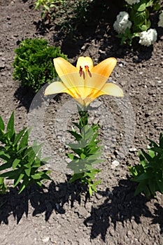 Full length view of one orange lily in June
