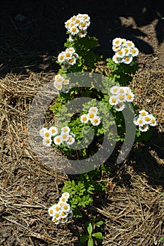 Full-length view of Tanacetum parthenium in bloom in June