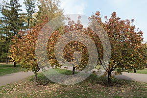 Full-length view of three trees of Sorbus aria in October