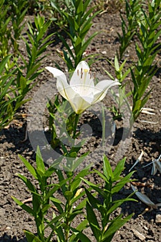 Full length view of white flower of lily in June