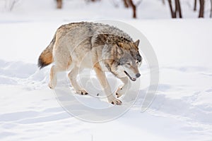 Full length of wolf walking on snow