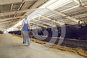 Full length of a young farmer with a wheelbarrow in his hands in a cowshed on a dairy farm.