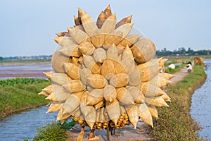 Full loaded Vietnamese bamboo fish traps on bike to deliver to buyer on road through cultivation field