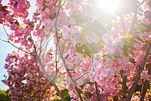 Full magnolia tree in bloom on sunset