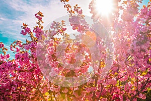 Full magnolia tree in bloom on sunset