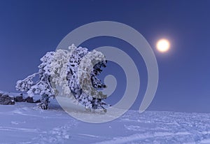 Full moon on AI-Petri Crimea. Snowy Christmas fairy-tale landscape
