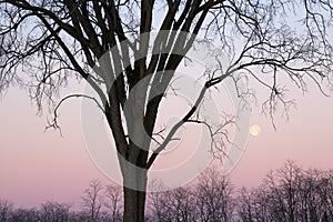 Full Moon and Bare Trees