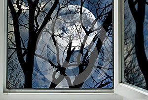 full moon behind the branches of a tree from an open window