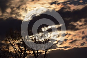 Full Moon Behind Golden Night Skies and Spooky Trees