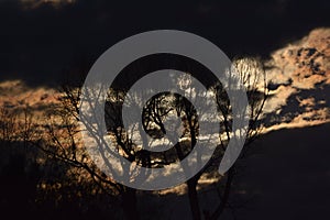 Full Moon Behind Golden Night Skies and Spooky Trees