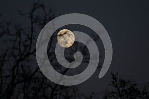 Almost full moon behind a tree