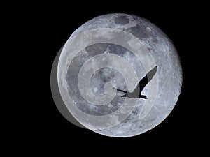 Full moon with bird overlay