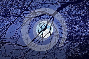 Full moon and black branches in the nighty