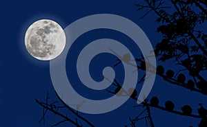 Full moon and blue sky. photo