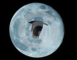 Full moon with crow flypast