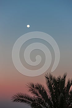 Full Moon in daylight sky and palm