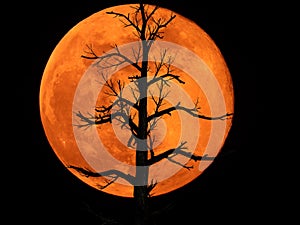 Full Moon with Dead Plant