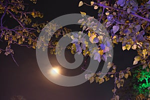 A full moon emits light in the night sky. Moonlight shines through the branches of a tree