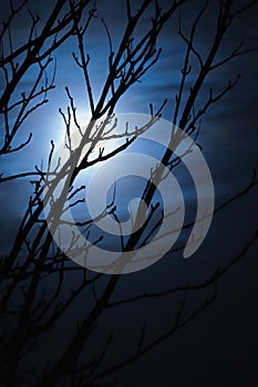 Full moon foggy night naked leafless trees photo