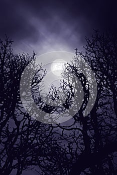 Full moon glowing in dark sky above trees
