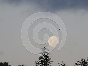 Full moon gracing the sky