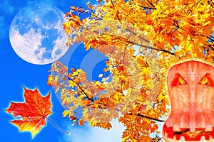 Full Moon and halloween pumpkin collage of colourful autumn leaves on maple trees on the background of blue sky