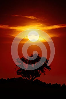 Full moon in red dramatic night sky over tree silhouette