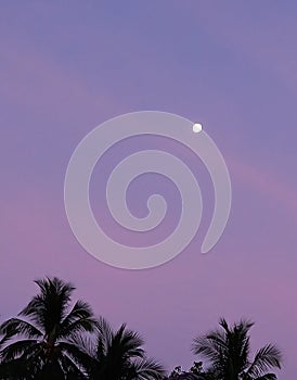 Full moon in lavender color sky and palm silhouettes as a background.