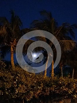 Full Moon light evening trees night scene datetree plants bluesky darksky