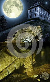 Full moon and lizard
