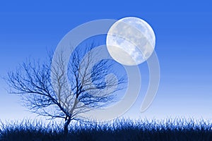 Full moon and lonely tree