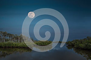 Full Moon Mangroves & Palm Trees